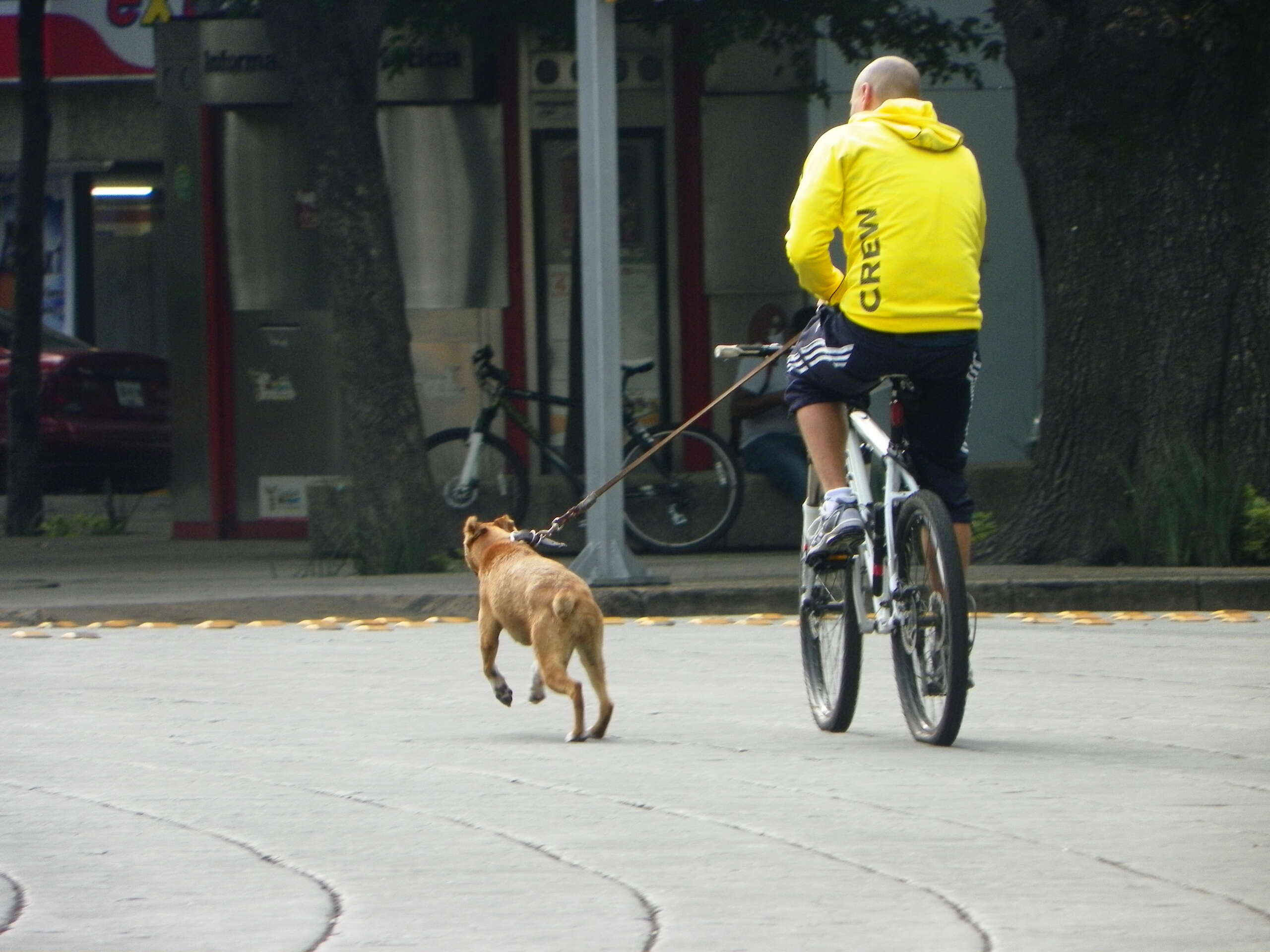 perro en bici