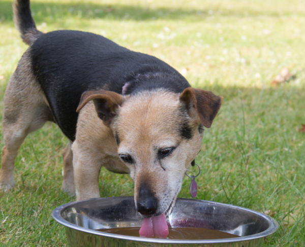 perro bebiendo agua